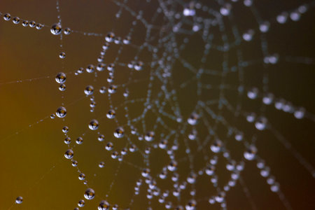 web with dewdrops. colorful macro photography of wildlife. screensaver. space for text. empty space....
