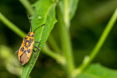 colorful detailed macro photo of an insect. close-up. space for text. screensaver. bokeh.
