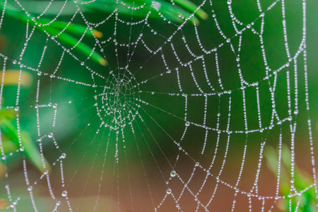 web with dewdrops. colorful macro photography of wildlife. screensaver. space for text. empty space....