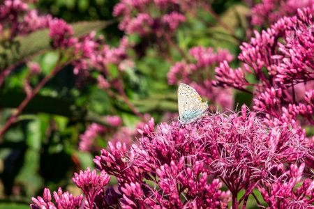 white butterfly on a pink flower. close-up. free space. bokeh