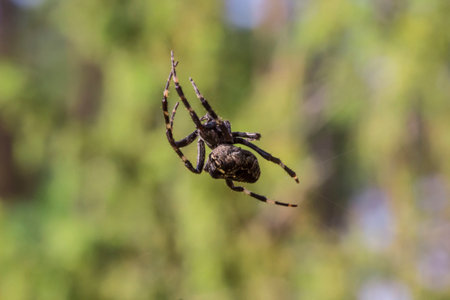 a close-up of a spider web on a blurred background. empty space. space for textの写真素材