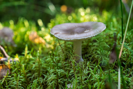 mushroom russula. on a blurred background. colorful macro photography of mushrooms. wildlife. beauty of the wild. close-up. solid background. space for text.の写真素材
