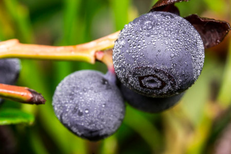 ripe blueberries with dew drops on a blurred background. close-up. colorful macrophotography of a...