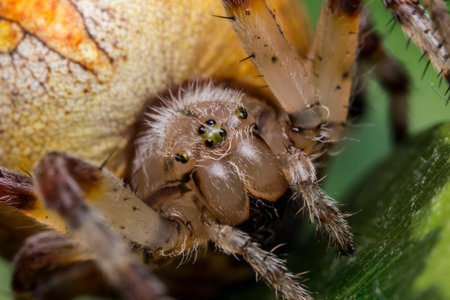 cross spider. portrait of an insect. extreme close-up.. on a blurry background. colorful macro photo of an insect. the beauty of wildlife. garden spider. Araneus. spider. Araneus diadematus. Araneidaeの写真素材