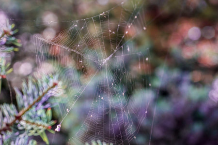 web on colorful blurred background with spruce trees. bokeh. space for text. background for design....