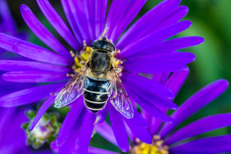 Virginia aster on a blurred background. colorful plantation photo. natural beauty. close-up. free...