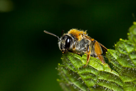 honey bee. colorful photo of wildlife. macro photo of an insect. close-up. space for text....