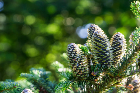fir cones on a blurred background with highlights and bokeh. natural beauty. free space. close-up....