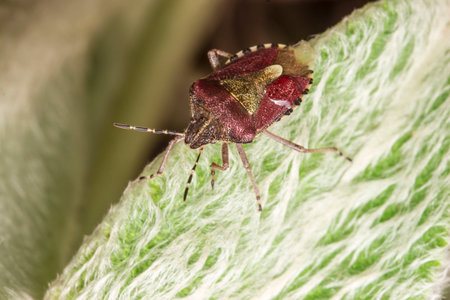shield bug on a celandine leaf. wildlife. colorful detailed macro photo of an insect. close-up....
