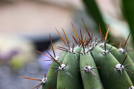 Echinopsis is a cactus with large black needles on a blurry background. natural light. Peru.