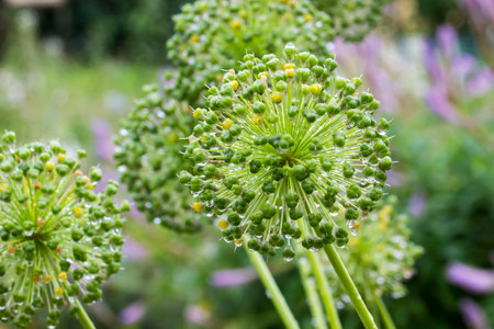 Allium. a mature flower. a colorful photo of a flower in natural growth with raindrops. a blurred...