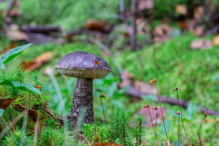 mushroom on green moss. macro photo of a mushroom growing in the forest with a blurred background....