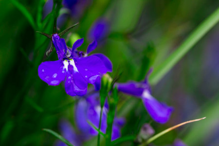 blue lobelia with raindrops or dew. on a blurred background with bokeh. macro photo of a flower. screensaver. free space. close-up. blank for creativity. Lobelia. Lobelia erinus. Campanulaceae.の写真素材