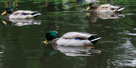 a duck on the water. a drake