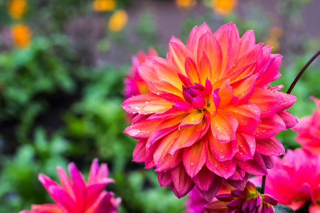 bright dahlia flower with raindrops or dew. on a blurred background with bokeh. macro photo of a flower. screensaver. free space. Dahlia. Asteraceae.の写真素材