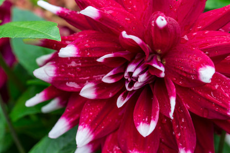 a white and purple dahlia flower with raindrops or dew. on a blurred background with bokeh. a macro photo of a flower. a screensaver. free space.  Dahlia. Asteraceae.の写真素材