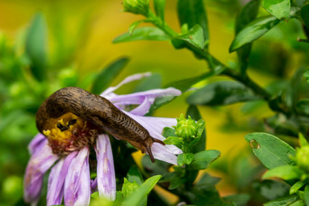 Purple flower with raindrops or dew. on a blurred background with bokeh. macro flower photo. screensaver. free space. close-up. garden.の写真素材
