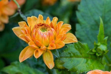 orange dahlia on a blurred background with a bokeh effect. macro photography of a plant....
