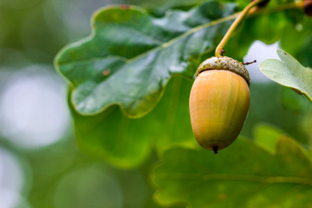 an acorn on an oak branch in a blurred background with a bokeh effect. macro photography of a plant....