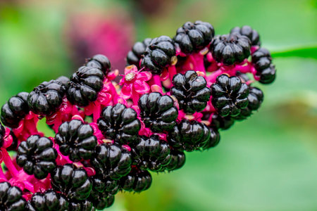 pokeweed on a blurred background with a bokeh effect. macro photography of a plant. screensaver....
