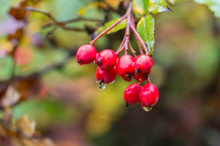 red hawthorn berries with raindrops or dew. on a blurred background with a bokeh effect. macro...