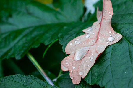 dewdrops on a yellow oak leaf. empty space. background. creative material. close-up.