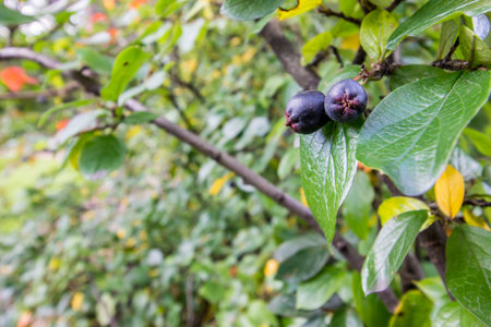 black berries of Aronia melanocarpa in a home garden. macro photo of a plant in close-up. wide angle...