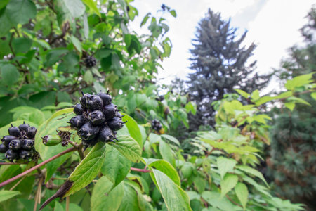 Eleutherococcus senticosus. Araliaceae. Siberian ginseng in a home garden. macro photo of berries in...
