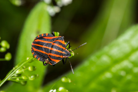 red and black bug on a blurred background. wildlife. colorful detailed macro photo of an insect....