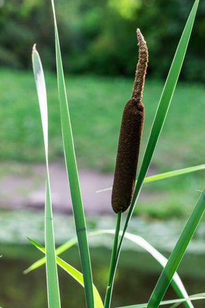 Cattail broadleaf. colorful detailed macro photo of a flower. blurred background with highlights,...