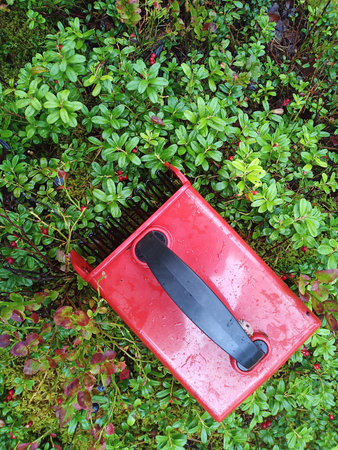 harvester for picking wild berries. picking blueberries and lingonberries. background of lingonberry...