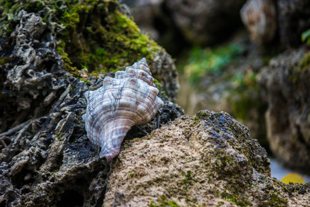 a sea shell against a background of rocks. a beautiful sea shell against a natural background. a predatory shellfish. an empty shellfish house. an empty shell. Murex. Muricidae. Neogastropoda