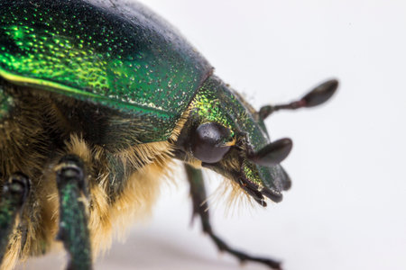 Macro image of Cetonia aurata (green rose chafer, metallic green flower beetle) with iridescent exoskeleton; perfect for biology textbooks, nature magazines, insect identification guides, eco-education materials, and science-themed designs.