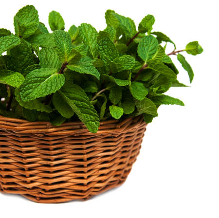 Mint in a basket on a white  backgroundの写真素材