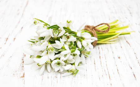 snowdrops bunch on a old wooden backgroundの写真素材