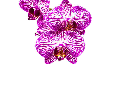 Pink orchids flower on a white backgroundの写真素材