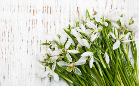 snowdrops bunch on a old wooden backgroundの写真素材