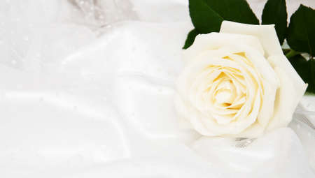White rose on white silk wedding backgroundの写真素材