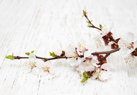 spring apricot blossom on a old wood backgroundの写真素材