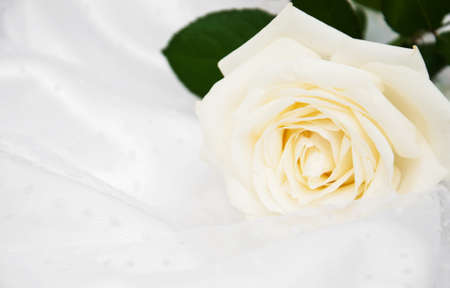 White rose on white silk wedding backgroundの写真素材