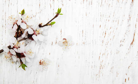 spring apricot blossom on a old wood background