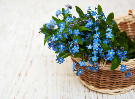 Forget me nots flowers  on a wooden backgroundの写真素材