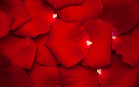 Close up - Red rose petals - natural backgroundの写真素材