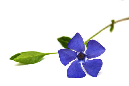 Blue Perwinkle flower on a white backgroundの写真素材
