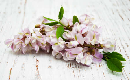 Acacia flowers on a old wooden backgroundの写真素材