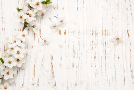 spring cherry  blossom on a old wood backgroundの写真素材
