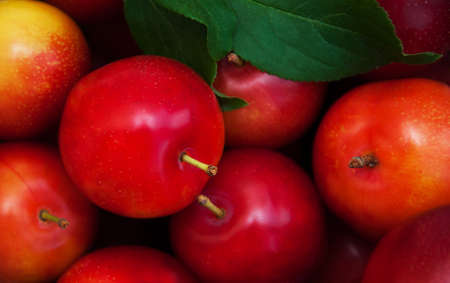 Fresh summer  plums - nature food backgroundの写真素材