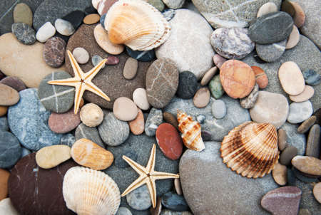 Background of pebbles, different shells and starfishesの写真素材