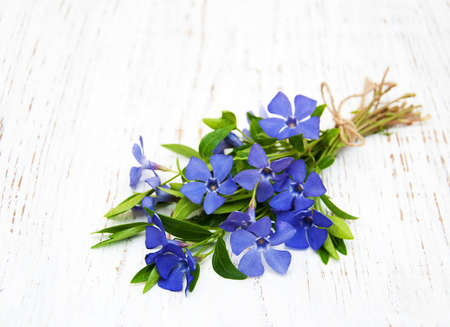 Blue Perwinkle flowers on a wooden backgroundの写真素材