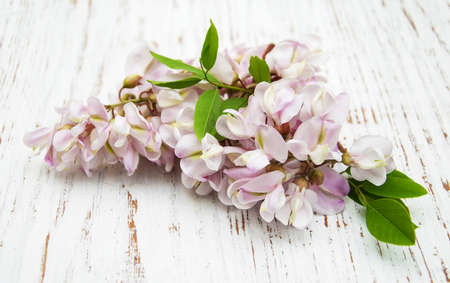 Acacia flowers on a old wooden backgroundの写真素材